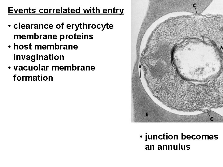 Events correlated with entry • clearance of erythrocyte membrane proteins • host membrane invagination