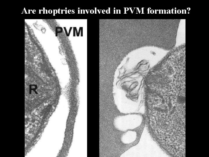 Are rhoptries involved in PVM formation? 