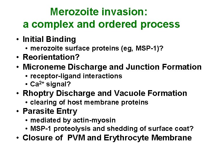 Merozoite invasion: a complex and ordered process • Initial Binding • merozoite surface proteins