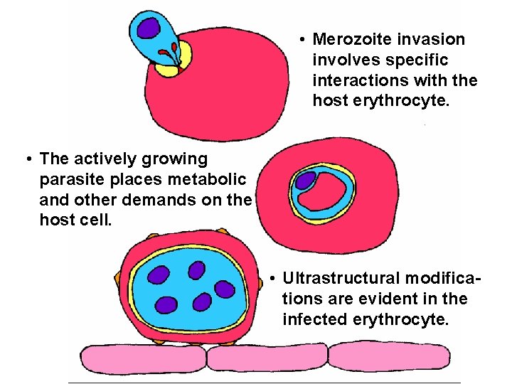  • Merozoite invasion involves specific interactions with the host erythrocyte. • The actively