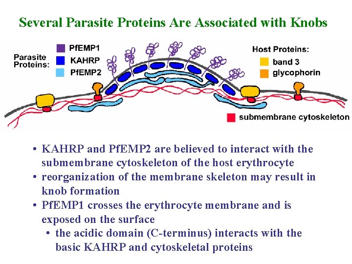 Several Parasite Proteins Are Associated with Knobs • KAHRP and Pf. EMP 2 are