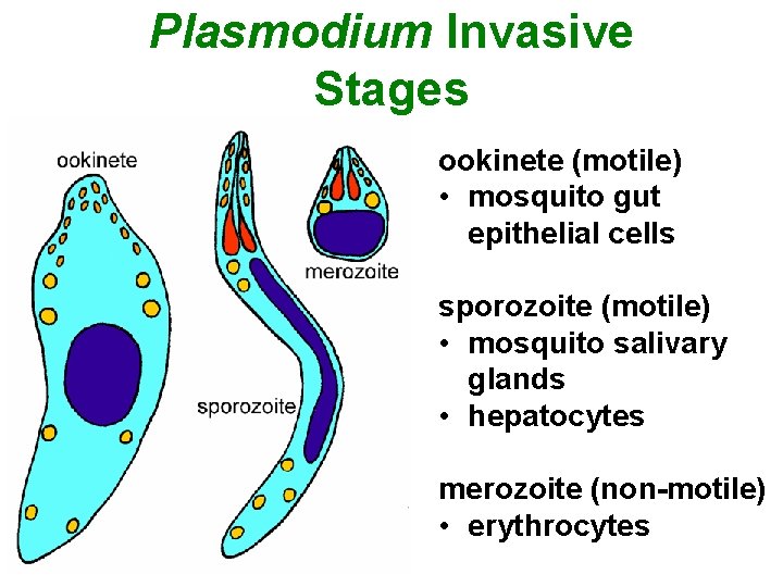 Plasmodium Invasive Stages ookinete (motile) • mosquito gut epithelial cells sporozoite (motile) • mosquito