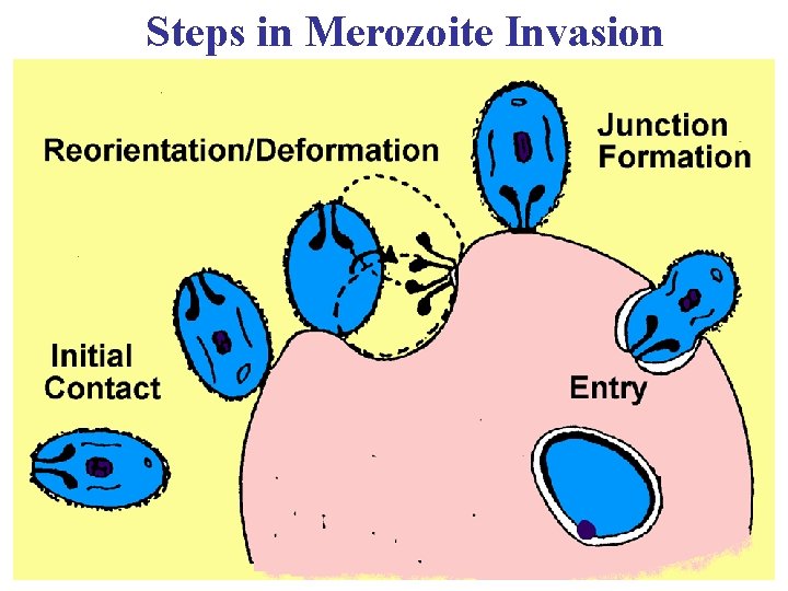 Steps in Merozoite Invasion 