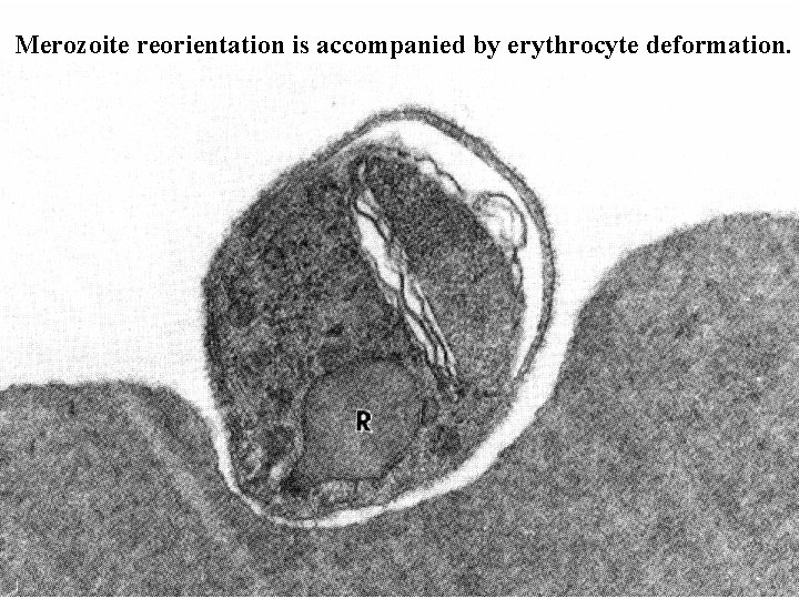 Merozoite reorientation is accompanied by erythrocyte deformation. 