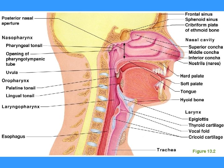 Figure 13. 2 Figure 13. 2