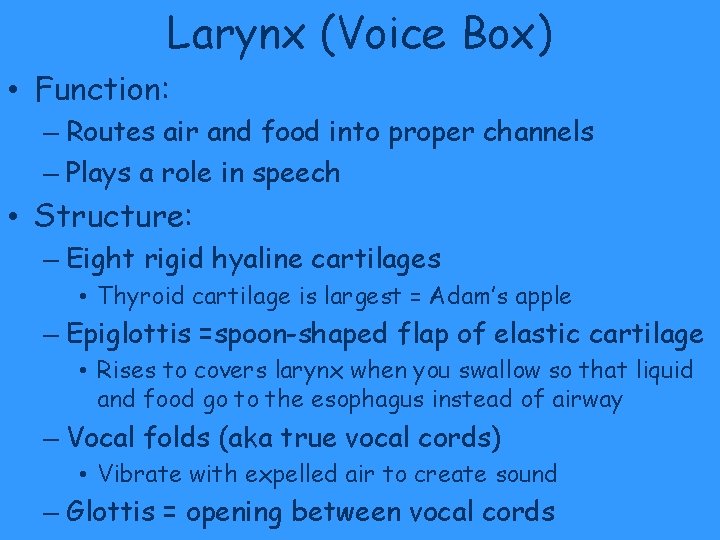 Larynx (Voice Box) • Function: – Routes air and food into proper channels – Larynx (Voice Box) • Function: – Routes air and food into proper channels –