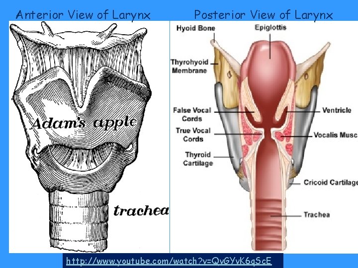 Anterior View of Larynx Posterior View of Larynx http: //www. youtube. com/watch? v=Qv. GYv. Anterior View of Larynx Posterior View of Larynx http: //www. youtube. com/watch? v=Qv. GYv.