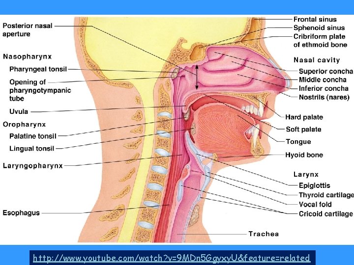 Upper Respiratory Tract: Larynx Figure 13. 2 http: //www. youtube. com/watch? v=9 MDn 5 Upper Respiratory Tract: Larynx Figure 13. 2 http: //www. youtube. com/watch? v=9 MDn 5
