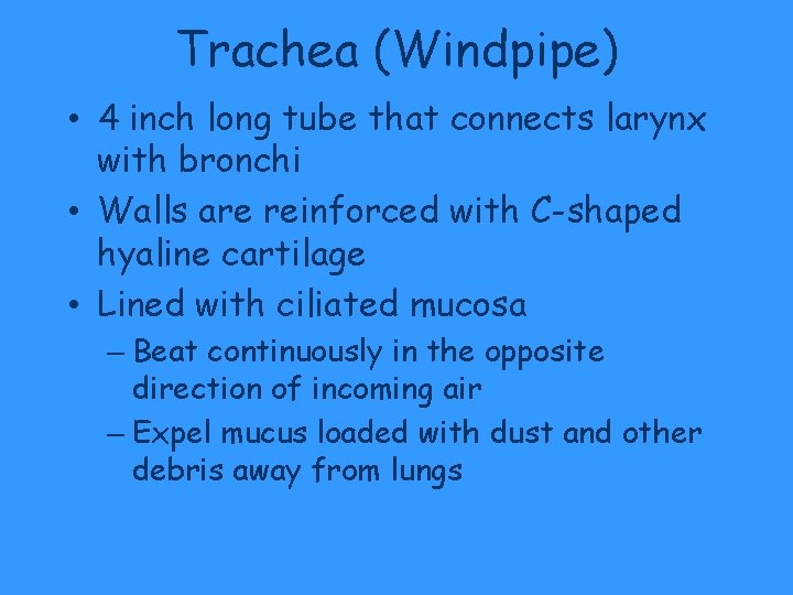 Trachea (Windpipe) • 4 inch long tube that connects larynx with bronchi • Walls Trachea (Windpipe) • 4 inch long tube that connects larynx with bronchi • Walls