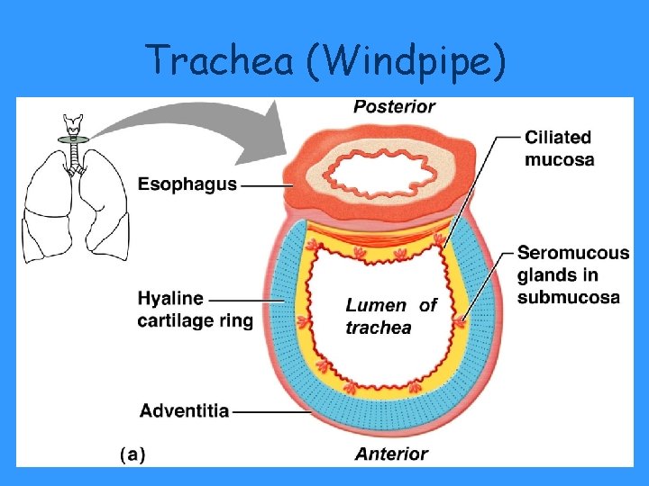 Trachea (Windpipe) Figure 13. 3 a Trachea (Windpipe) Figure 13. 3 a