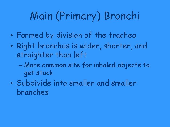 Main (Primary) Bronchi • Formed by division of the trachea • Right bronchus is Main (Primary) Bronchi • Formed by division of the trachea • Right bronchus is