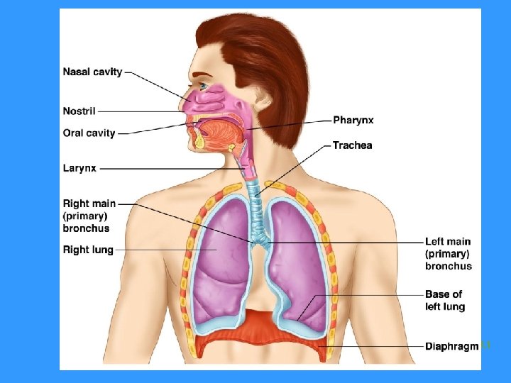 Main Bronchi Figure 13. 1 Main Bronchi Figure 13. 1
