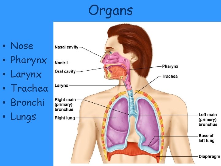 Organs • • • Nose Pharynx Larynx Trachea Bronchi Lungs Organs • • • Nose Pharynx Larynx Trachea Bronchi Lungs