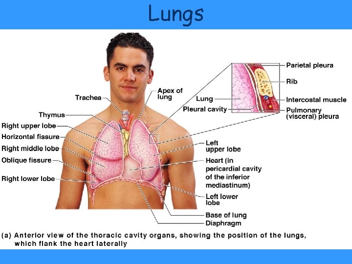 Lungs Figure 13. 4 a Lungs Figure 13. 4 a