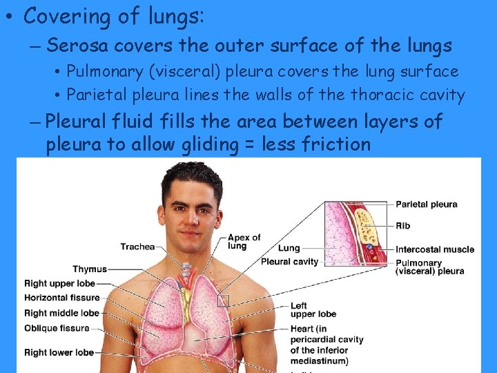 • Covering of lungs: – Serosa covers the outer surface of the lungs • Covering of lungs: – Serosa covers the outer surface of the lungs
