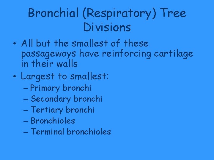 Bronchial (Respiratory) Tree Divisions • All but the smallest of these passageways have reinforcing Bronchial (Respiratory) Tree Divisions • All but the smallest of these passageways have reinforcing