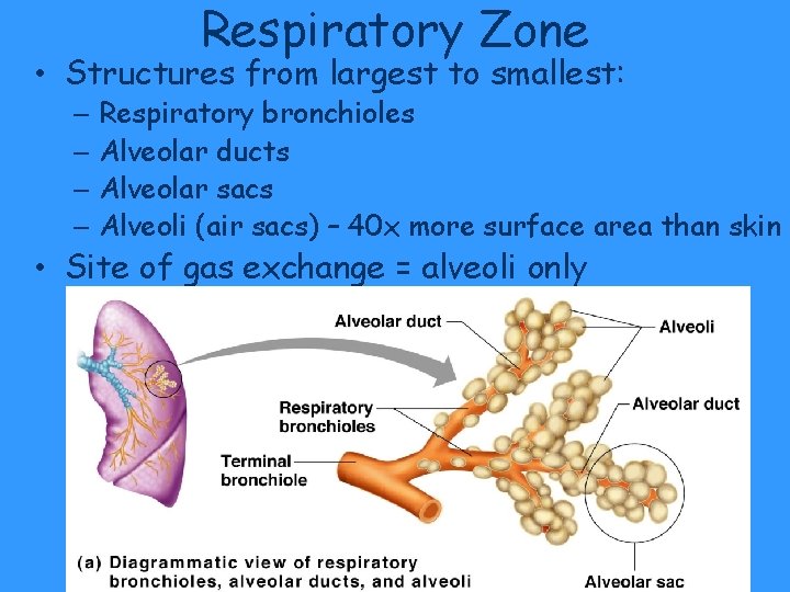 Respiratory Zone • Structures from largest to smallest: – Respiratory bronchioles – Alveolar ducts Respiratory Zone • Structures from largest to smallest: – Respiratory bronchioles – Alveolar ducts