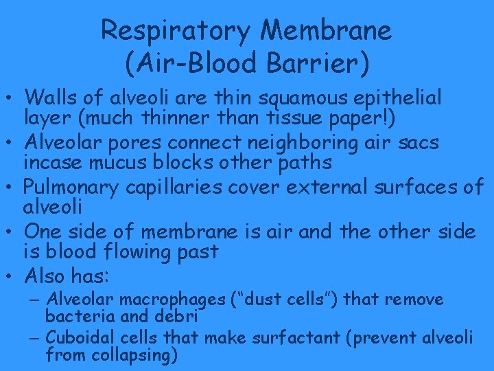 Respiratory Membrane (Air-Blood Barrier) • Walls of alveoli are thin squamous epithelial layer (much Respiratory Membrane (Air-Blood Barrier) • Walls of alveoli are thin squamous epithelial layer (much