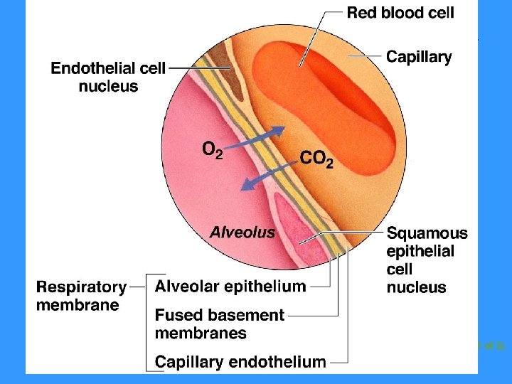 Respiratory Membrane (Air-Blood Barrier) Figure 13. 6 (2 of 2) Respiratory Membrane (Air-Blood Barrier) Figure 13. 6 (2 of 2)