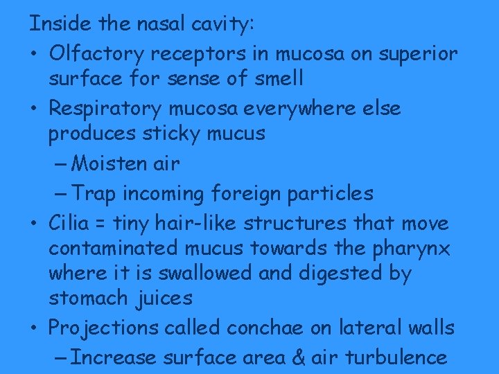 Inside the nasal cavity: • Olfactory receptors in mucosa on superior surface for sense Inside the nasal cavity: • Olfactory receptors in mucosa on superior surface for sense