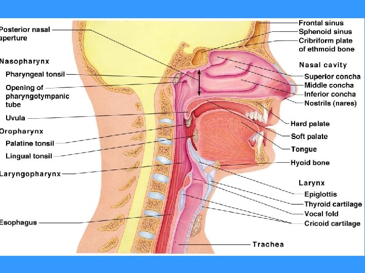 Figure 13. 2 Figure 13. 2