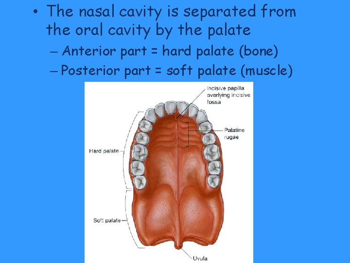 • The nasal cavity is separated from the oral cavity by the palate • The nasal cavity is separated from the oral cavity by the palate