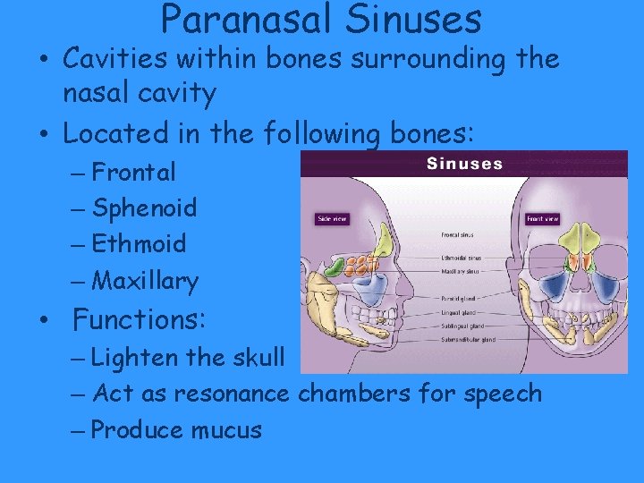Paranasal Sinuses • Cavities within bones surrounding the nasal cavity • Located in the Paranasal Sinuses • Cavities within bones surrounding the nasal cavity • Located in the