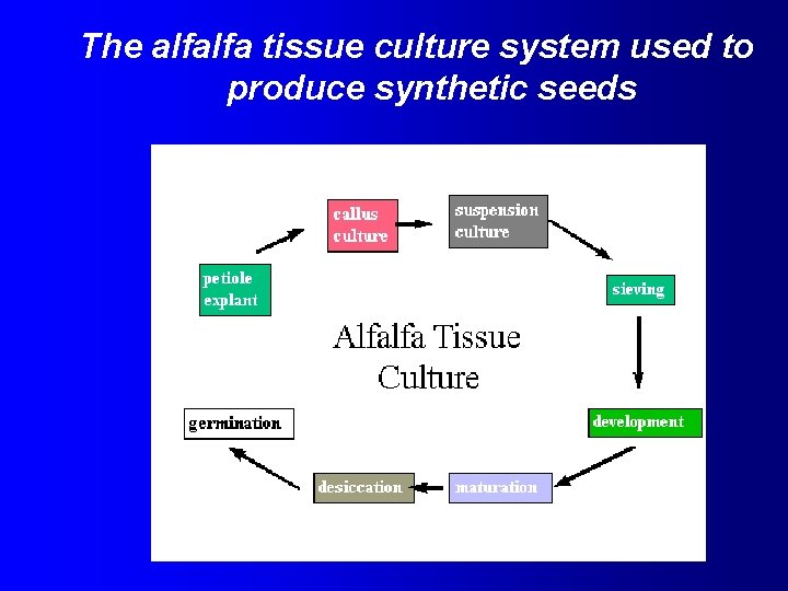 The alfalfa tissue culture system used to produce synthetic seeds 