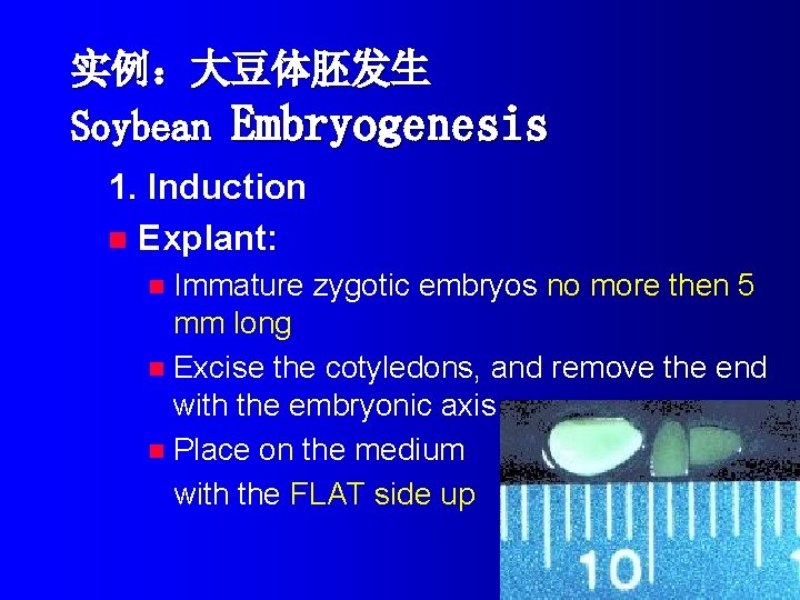 实例：大豆体胚发生 Soybean Embryogenesis 1. Induction n Explant: Immature zygotic embryos no more then 5