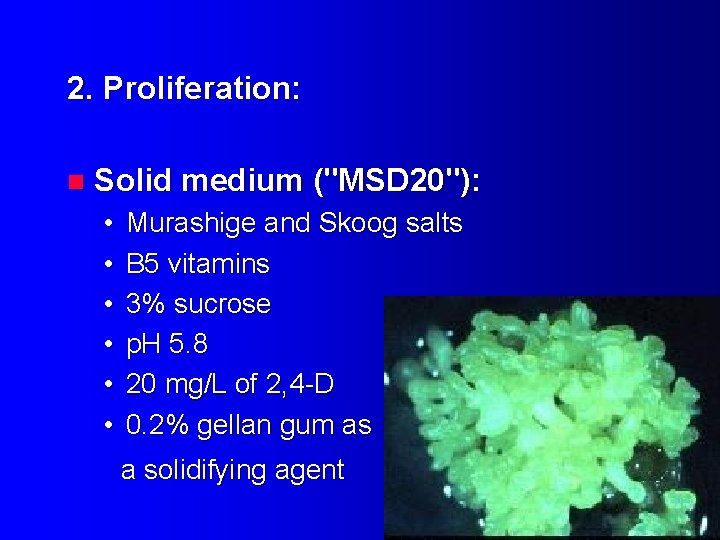 2. Proliferation: n Solid medium ("MSD 20"): • • • Murashige and Skoog salts
