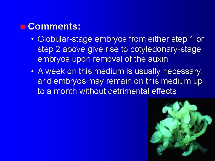 n Comments: • Globular-stage embryos from either step 1 or step 2 above give