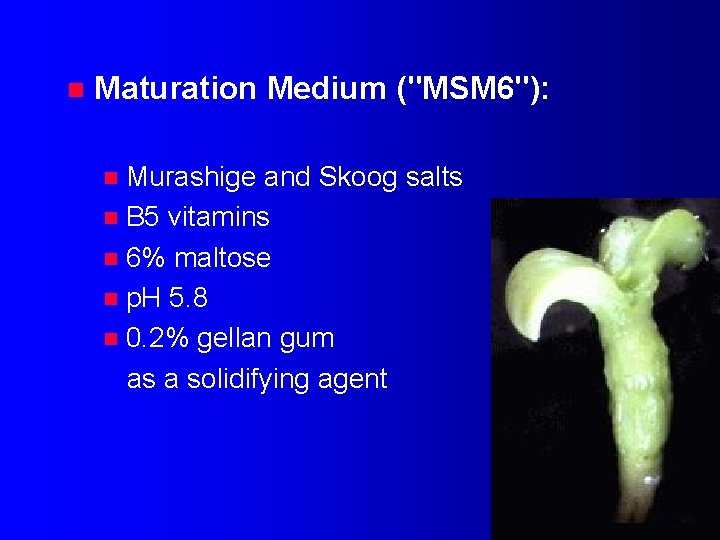 n Maturation Medium ("MSM 6"): Murashige and Skoog salts n B 5 vitamins n