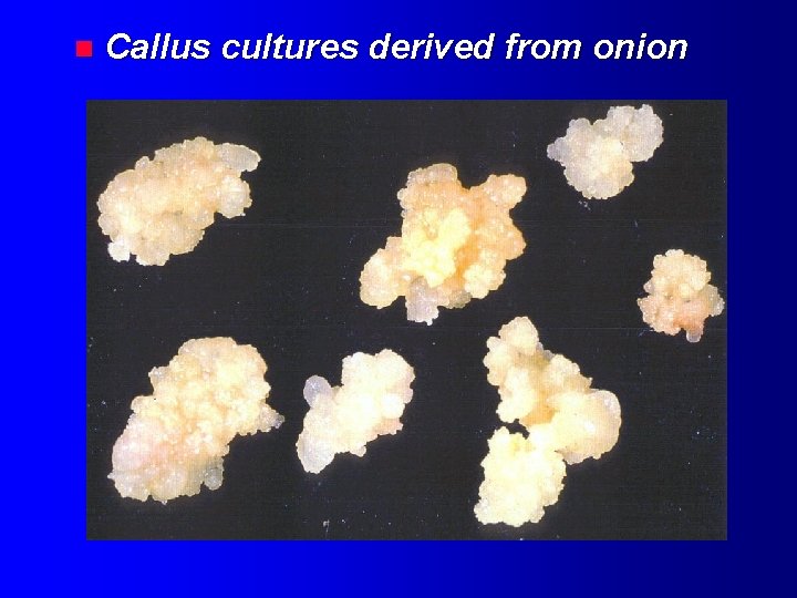 n Callus cultures derived from onion 