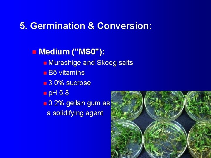 5. Germination & Conversion: n Medium ("MS 0"): n Murashige and Skoog salts n