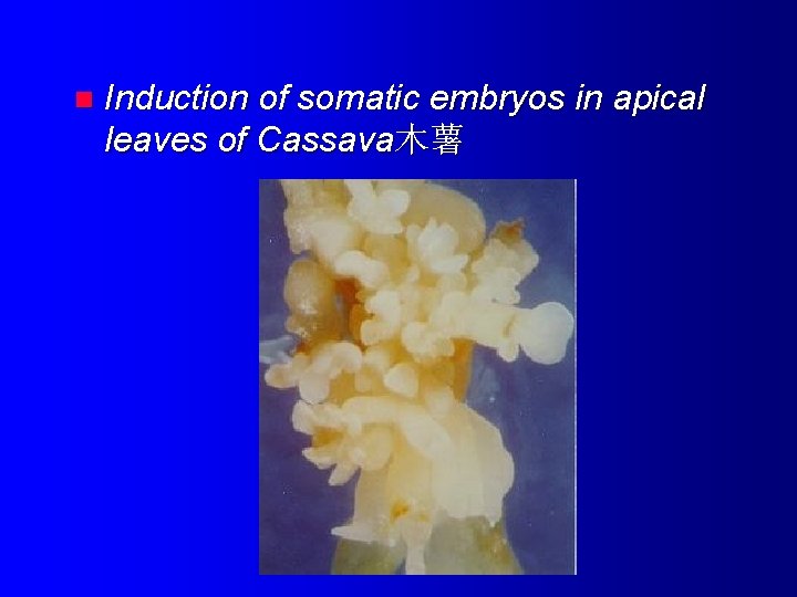 n Induction of somatic embryos in apical leaves of Cassava木薯 