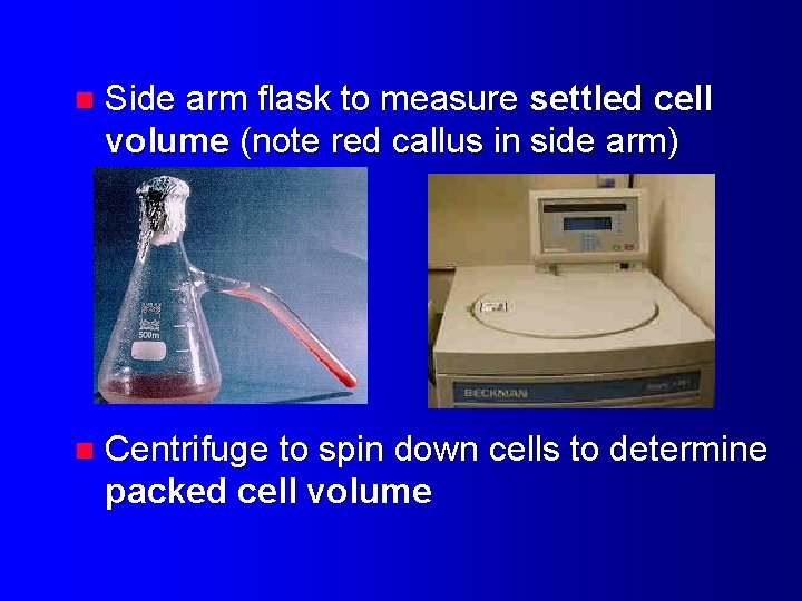 n Side arm flask to measure settled cell volume (note red callus in side