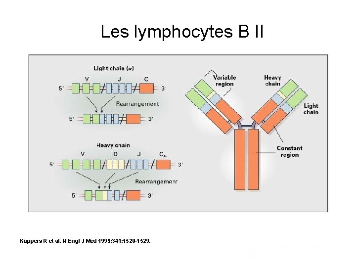 V(D)J Recombination in B-Cell Development. Les lymphocytes B II Küppers R et al. N