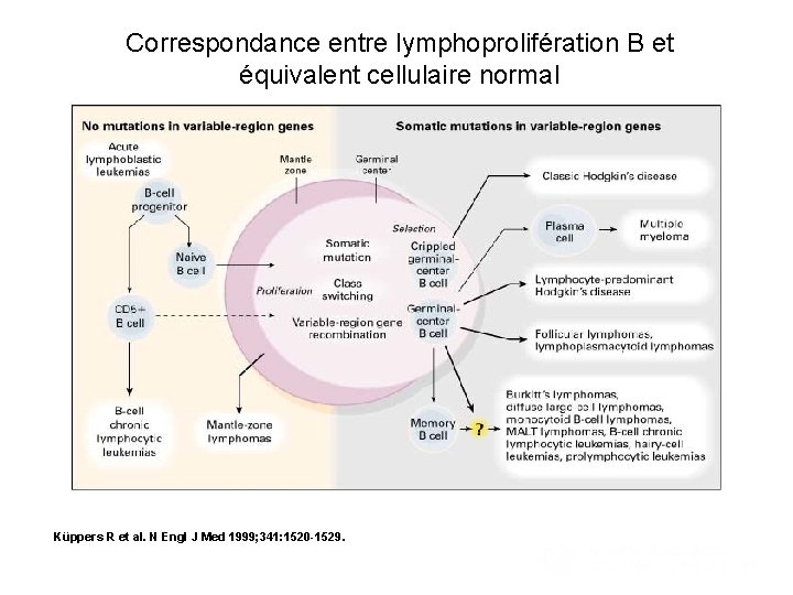 Correspondance entre lymphoprolifération B et équivalent cellulaire normal Assignment of Human B-Cell Lymphomas to