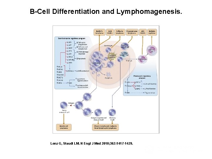 B-Cell Differentiation and Lymphomagenesis. Lenz G, Staudt LM. N Engl J Med 2010; 362: