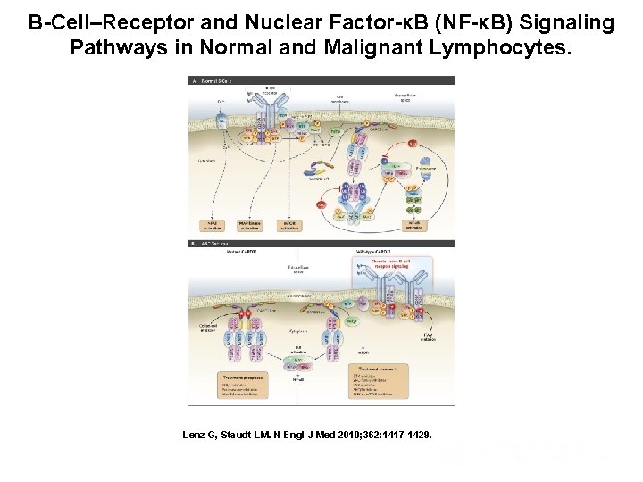 B-Cell–Receptor and Nuclear Factor-κB (NF-κB) Signaling Pathways in Normal and Malignant Lymphocytes. Lenz G,