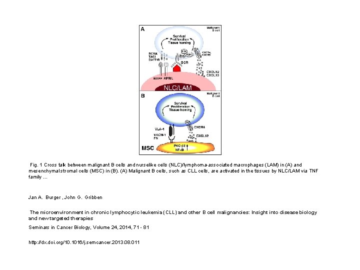 Fig. 1 Cross talk between malignant B cells and nurselike cells (NLC)/lymphoma-associated macrophages (LAM)