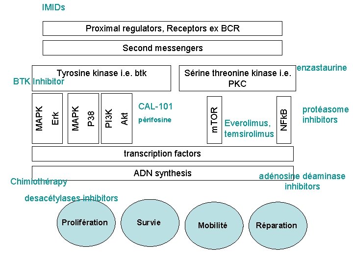 IMIDs Proximal regulators, Receptors ex BCR Second messengers m. TOR périfosine Everolimus, temsirolimus enzastaurine