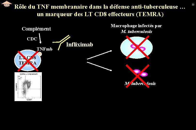 Rôle du TNF membranaire dans la défense anti-tuberculeuse … un marqueur des LT CD