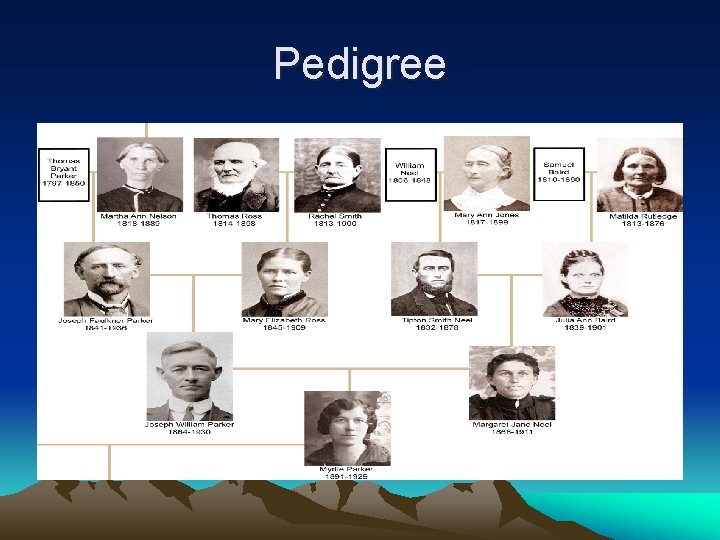 Pedigree 