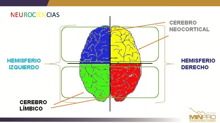 NEUROCIENCIAS CEREBRO NEOCORTICAL HEMISFERIO IZQUIERDO CEREBRO LÍMBICO HEMISFERIO DERECHO 