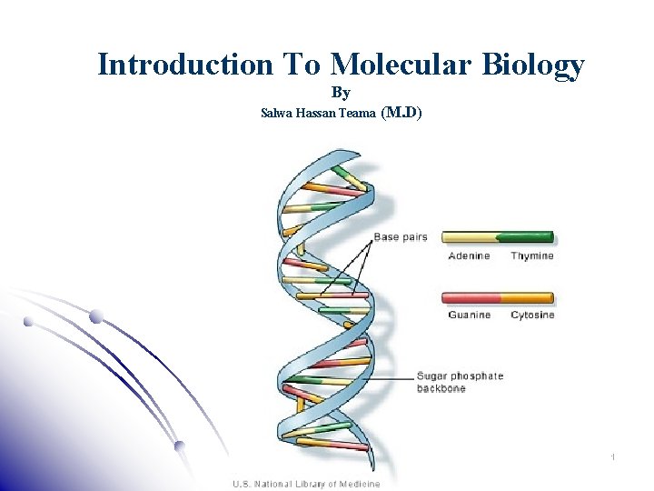 Introduction To Molecular Biology By Salwa Hassan Teama (M. D) 1 