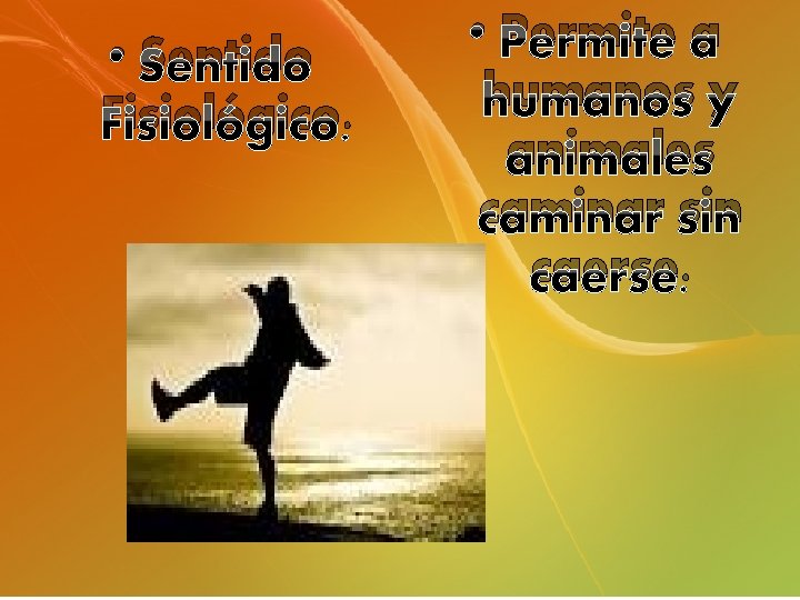 • Sentido Fisiológico. • Permite a humanos y animales caminar sin caerse. • Sentido Fisiológico. • Permite a humanos y animales caminar sin caerse.