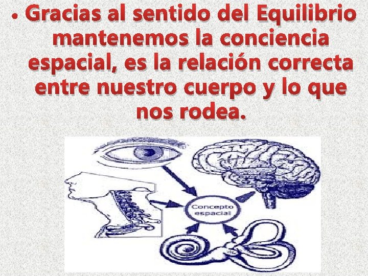 • Gracias al sentido del Equilibrio mantenemos la conciencia espacial, es la relación • Gracias al sentido del Equilibrio mantenemos la conciencia espacial, es la relación