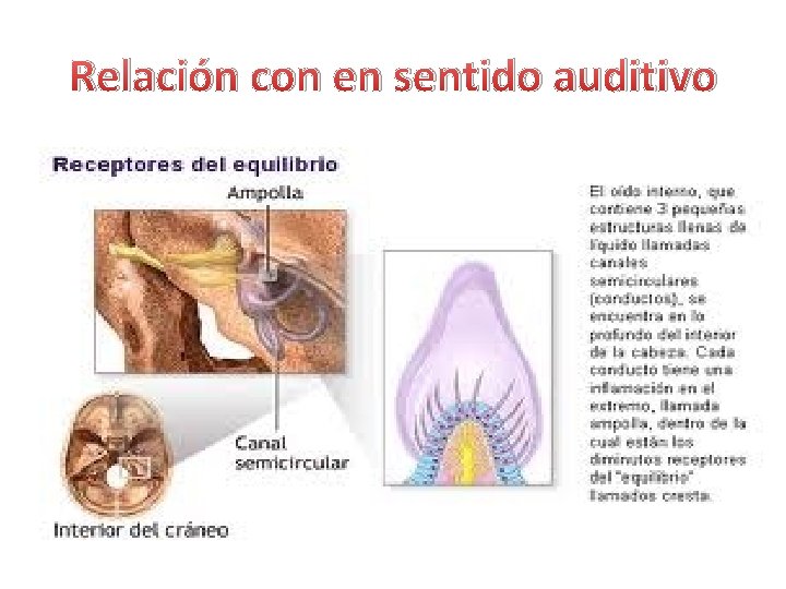 Relación con en sentido auditivo • Los canales • semicirculares Informan de posiciones envíande Relación con en sentido auditivo • Los canales • semicirculares Informan de posiciones envíande