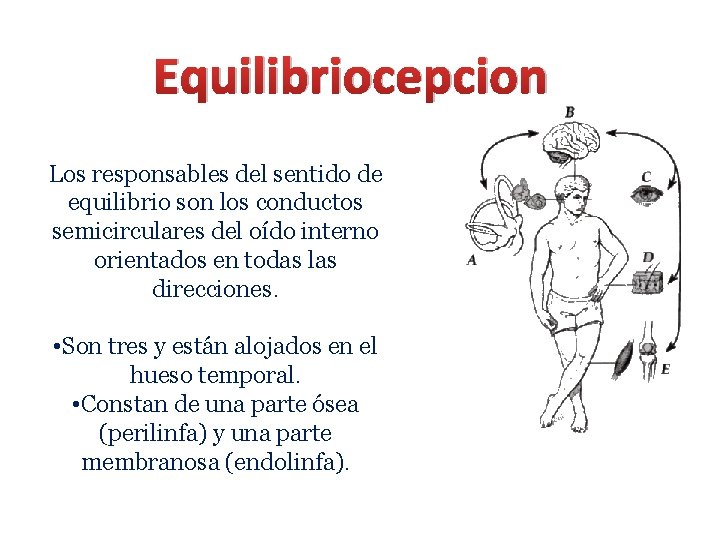 Equilibriocepcion Los responsables del sentido de equilibrio son los conductos semicirculares del oído interno Equilibriocepcion Los responsables del sentido de equilibrio son los conductos semicirculares del oído interno